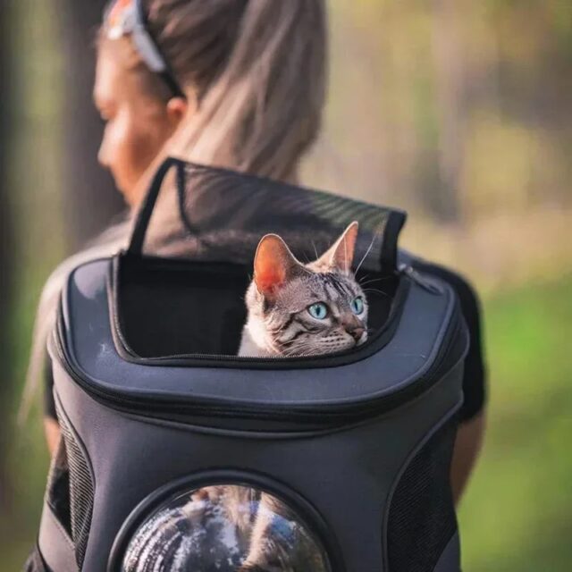 Denim Katzenrucksack mit Weltraumkapsel-Fenster – Bild 4