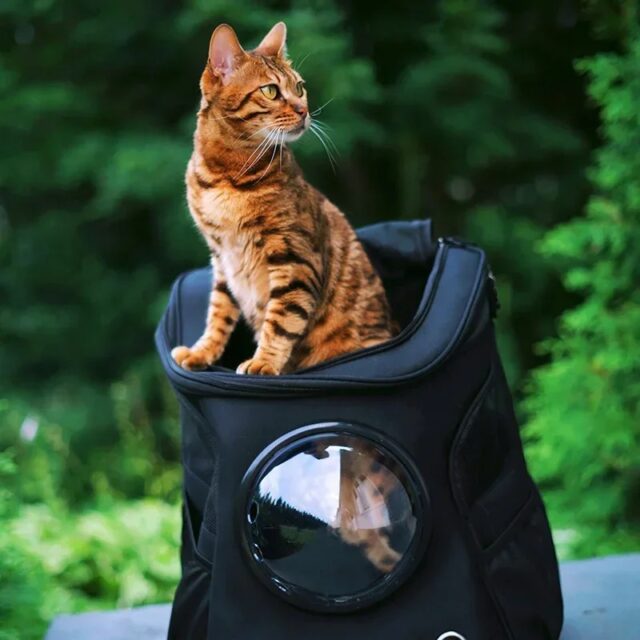 Denim Katzenrucksack mit Weltraumkapsel-Fenster